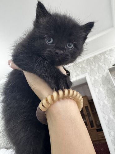 сколько стоят шотландские вислоухие кошки: 2 месяца, Мальчик