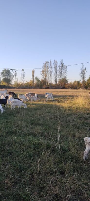 Keçi, çəpiş: 2 təkə 42 ədəd dişi kecilər var Təkəsini alib hamisi bogazdi kom — 5