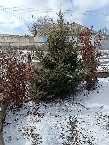 Другие декоративные деревья: Продаются декоративные деревья и кустарники для озеленения участка. В — 8