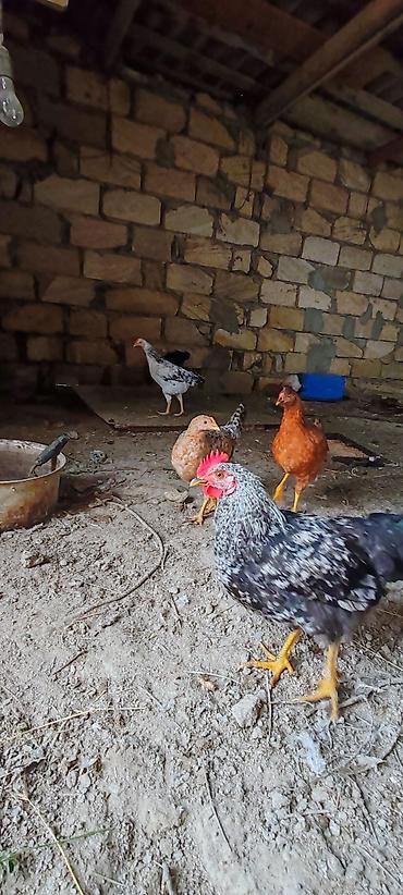 ucuz toyuq satisi: Yumurtlaq kənt toyuqları satılır. Real ALICI zəng etsin — 1