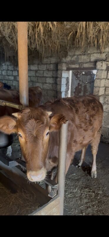 Inəklər, öküzlər: 18 baş dişi 230kq usbe us cekileri 5 aydi bağdadı — 1