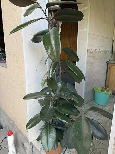 Фикусы: Фикус эластика (Ficus elastica), крупномер в горшке. - Высокое — 1