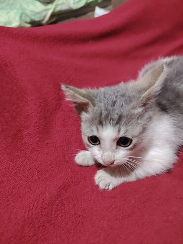 Pişiklər: Yaxşı əllərə — 4