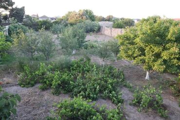 Torpaq sahələrinin satışı: 3 sot, Tikinti, Mülkiyyətçi, Kupça (Çıxarış) — 10