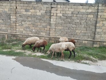 вислоухий шотландец купить: 5 qoyun 1 quzu Təsvir: - Şəkillərdə 6 baş müxtəlif rəngli (ağ