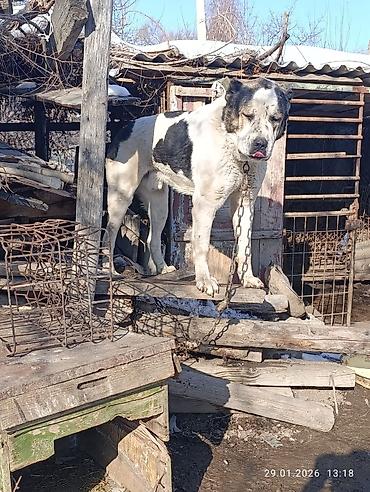 Вязка собак: Кабель возраст 4,5 года холка 94 супертяж чемпион Кыргызстана и — 12