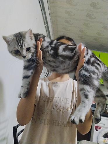 кошка каракол: 4 айлык, Эркек, Лотокко барууга үйрөтүлгөн — 4