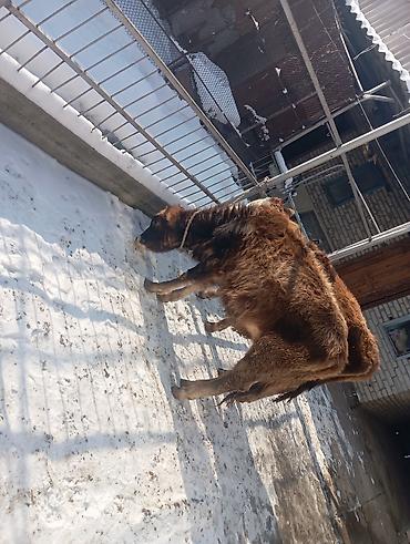 Коровы, быки: Продаю | Тёлка | Полукровка | На откорм | Привязанные — 7