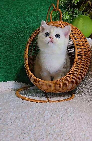 кошка мальчик: Шотландские котята — 3
