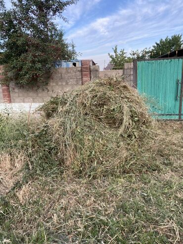 козу сатылат бишкек: Ортоп салбай эле малга бериш керек