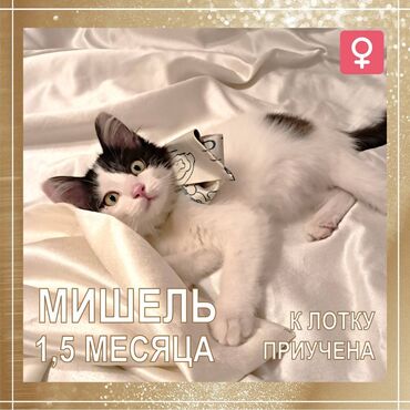 купить большую клетку для шиншиллы: 2 айлык, Ургаачы, Лотокко барууга үйрөтүлгөн, Курттардан тазаланган