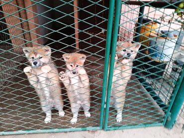 štenci nemačkog ovčara: Stenci  Japanska Akita (Akita Inu) spremni za preuzimanje ostenjeni