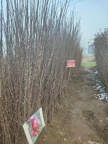 Яблоня: Саженцы плодовых деревьев (разные сорта) - Черешня «Мелитополь — 10