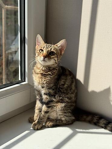взять котика в добрые руки: Кошка даром: Беспородная, 5 месяцев, Девочка, Приучена к лотку — 3