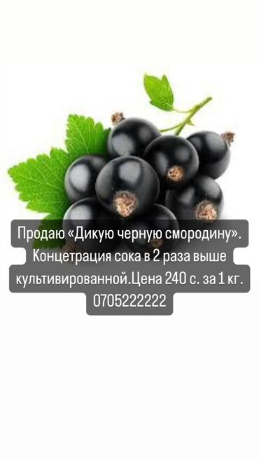 саженцы черной смородины купить: Смородина Бесплатная доставка