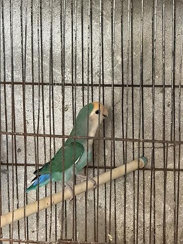 heyvanlar quşlar: Papuqaylarin hamisi satilir qiymet munasibdir 0555555048 bu nomreye — 6