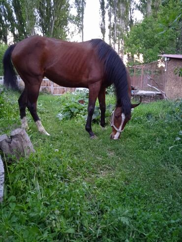 Лошади, кони: Продаю | Кобыла (самка) | Английская | Для разведения, Конный спорт | Племенные