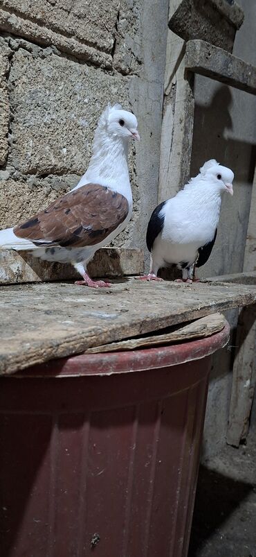 Göyərçinlər: Qoşa əbrəş çəp əbrəş quyruq erkəy qızqın super heyvandı mayasıda qara — 4
