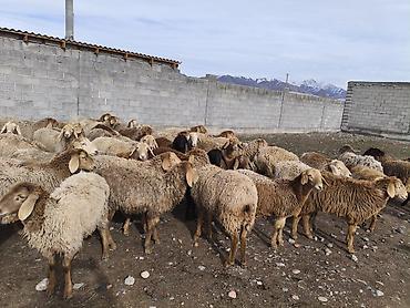 Баран, овца: Продаю | Овца (самка) | Для разведения | Матка — 4