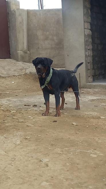 İtlər: Rotveyler, 2 ay, Erkək, Peyvəndli, Ünvandan götürmə -da lalafo.az — 20 İtlər: Rotveyler, 2 ay, Erkək, Peyvəndli, Ünvandan götürmə — 20