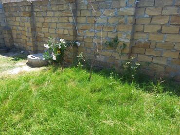 Torpaq sahələrinin satışı: 3 sot, Tikinti, Mülkiyyətçi, Kupça (Çıxarış) — 5