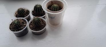 Кактусы: Набор небольших кактусов (больше 6 шт.) в индивидуальных пластиковых — 2