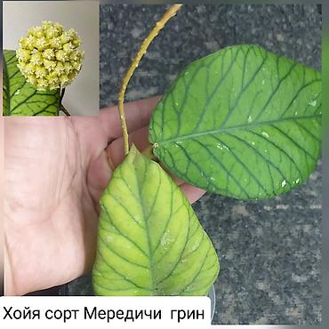 Другие комнатные растения: Продаю цветы — 7