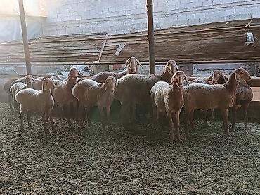 породистые кошки бишкек: Продаю | Баран (самец) — 4
