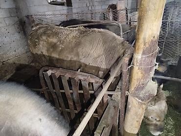 Коровы, быки: Продаю | Бык (самец) | На откорм | Привязанные — 15