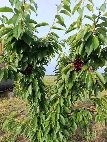 ягод: 80 соток, Для сельского хозяйства, Договор купли-продажи — 6