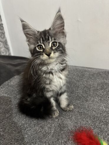 сколько стоит маленький котёнок: Мейн-кун