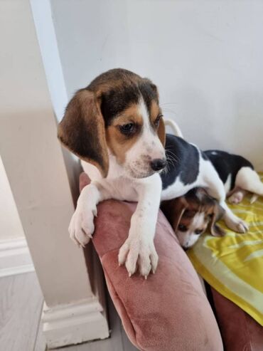 Άλλα: Διατίθενται χαριτωμένα κουτάβια Beagle Πολύ φιλικά, εξερχόμενα