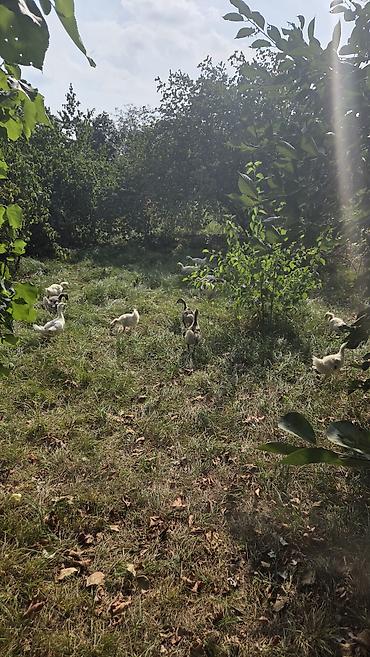 ağ quyruq ağlıca: Təbii şəraitdə bəslənən qaz balaları - Açıq otlaqda sərbəst — 2