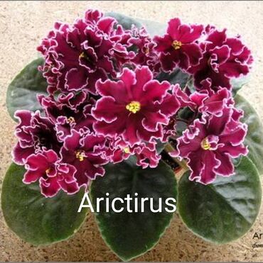 Otaq bitkiləri: 5 — 21