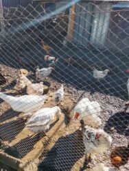 кондитерские оборудования: Продаю гусей город кант цена договорная оброщяться по номеру