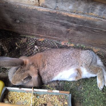 кошачий наполнитель бишкек: Кролик самка продается в разведение