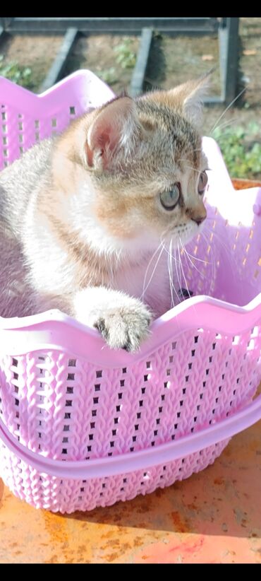 купить говорящий попугай: Скотиш Страйт (Шотландская прямоухая), 2 месяца, Девочка, Золотая шиншилла, Приучена к лотку, Проглистована