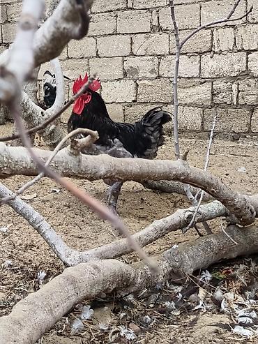 Xoruzlar: Məhsul: Safqan xoruzlar Təsvir:Təmiz qan Alman astralop cins — 11