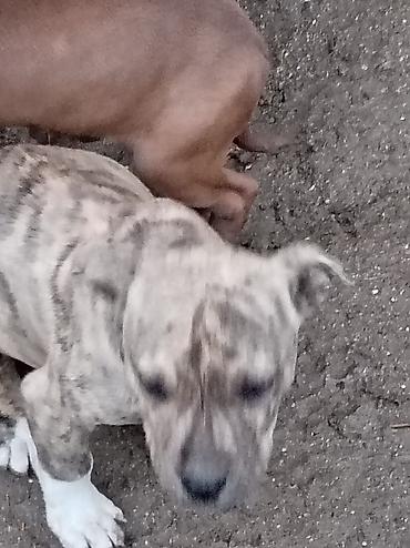 İtlər: Pitbul, 2 ay, Dişi — 14