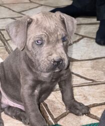 it pişik: Kane-Korso, 3 ay, Erkek