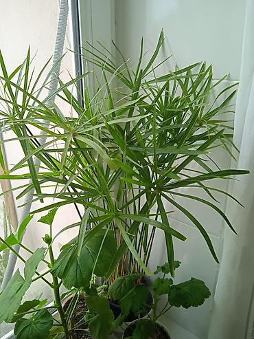 Otaq bitkiləri: Традесканция и др — 21