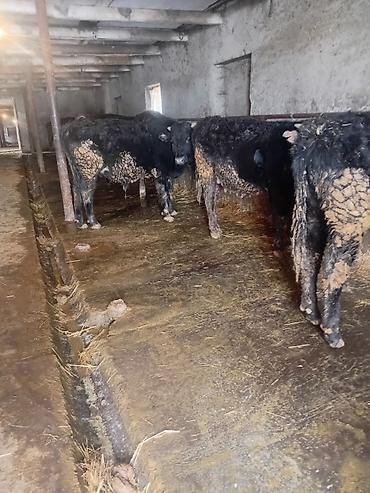 Коровы, быки: Продаю | Бык (самец) | На откорм — 2