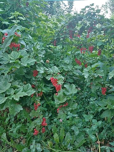 Другие услуги: Продаётся саженцы 2-3 летки чёрной смородины Титания, красной — 12