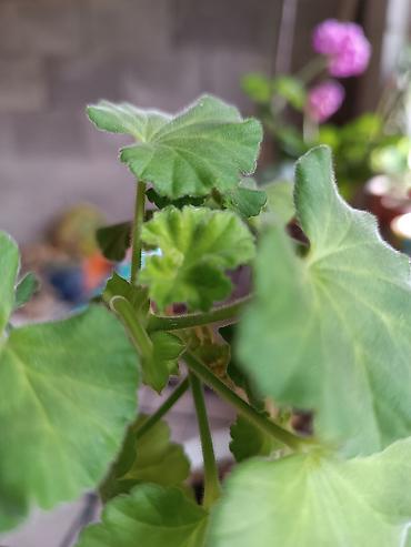 Диффенбахии: Диффенбахия и денежное дерево (толстянка) в горшках Что предлагается — 23