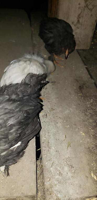 Куры, петухи: Продаю | Цыплята | Для разведения — 7