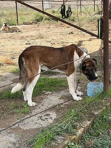 cane corso tap az: Qurdbasar, 2 il, Erkək, Peyvəndli, Rayonlara çatdırılma — 1