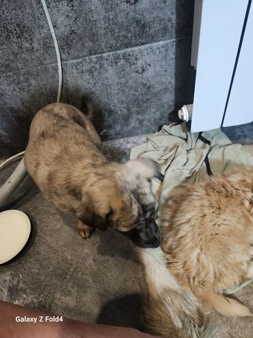 Продажа собак: Отдам в хорошие руки! Щенки метисов - Милые щенки с короткой густой — 9