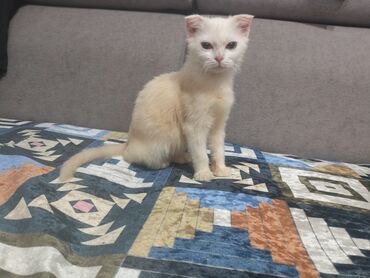 домик для кот: Шотландская вислоухая и прямоухая кошечки. Особенности: - Шерсть