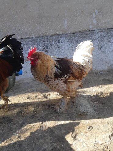 Куры, петухи: Продаю | Куры, Петух | Домашняя | На забой, Для разведения, Несушки — 3