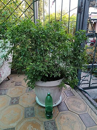 мирт растение: Продам растение муррайя, большой цветущий куст, возраст 8лет! Растение — 3